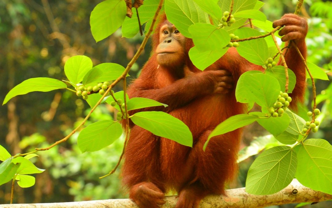 In Conversation with the Orangutan Whisperer: Leif Cocks